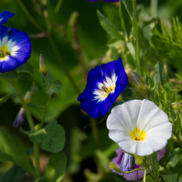 Helgoland_Tag_06_20140709_020