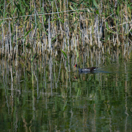 Helgoland_Tag_08_20140711_025