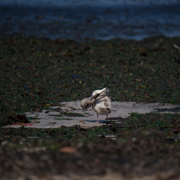 Helgoland_Tag_06_20140709_079