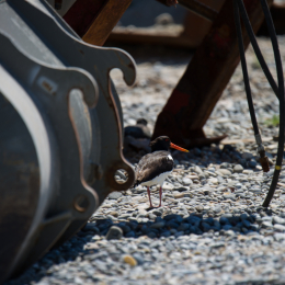 Helgoland_Tag_08_20140711_034