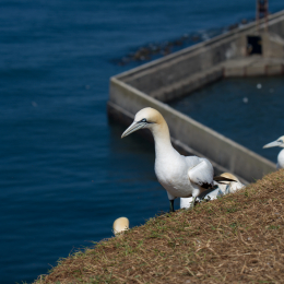 Helgoland_Tag_07_20140710_020