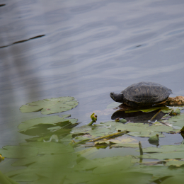 Helgoland_Tag_12_20140715_033