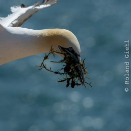 Helgoland_Tag_11_20140714_281