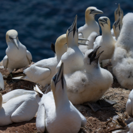 Helgoland_Tag_12_20140716_168