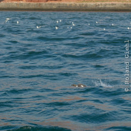 Helgoland_Tag_11_20140714_417