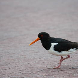 Helgoland_Tag_12_20140715_055