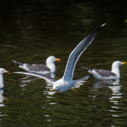 Helgoland_Tag_08_20140711_283