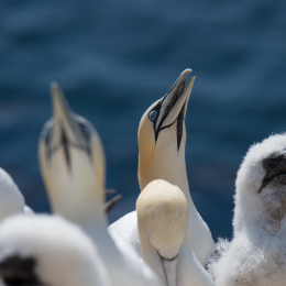 Helgoland_Tag_12_20140716_180