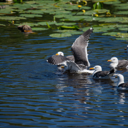 Helgoland_Tag_08_20140711_135