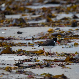 Helgoland_Tag_12_20140715_028