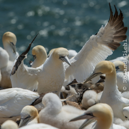 Helgoland_Tag_11_20140714_300