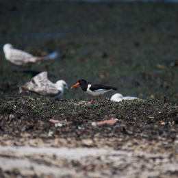 Helgoland_Tag_06_20140709_104