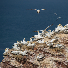 Helgoland_Tag_03_20140706_051