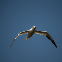 Helgoland_Tag_07_20140710_063