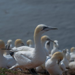 Helgoland_Tag_07_20140710_013