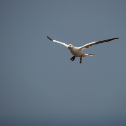 Helgoland_Tag_03_20140706_047