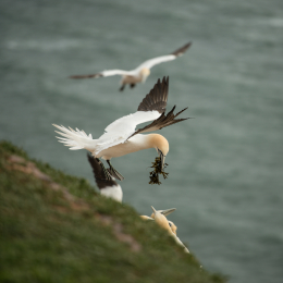 Helgoland-2016_20160416_008