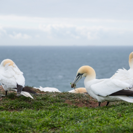Helgoland-2016_20160418_015