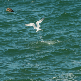 Helgoland-2016_20160421_008
