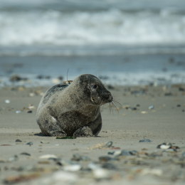 Helgoland-2016_20160417_016