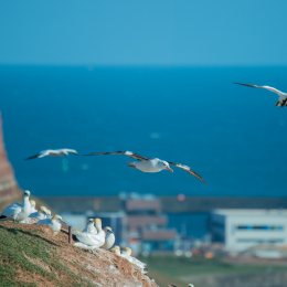 Helgoland-2016_20160417_043