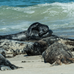 Helgoland-2016_20160421_012