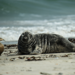 Helgoland-2016_20160417_014
