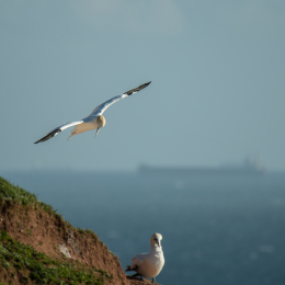 Helgoland-2016_20160417_037