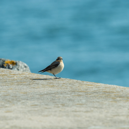 Helgoland-2016_20160421_031