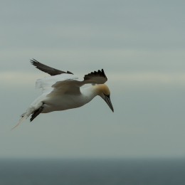 Helgoland-2016_20160418_009