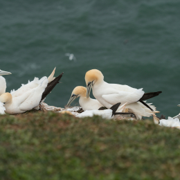 Helgoland-2016_20160418_004