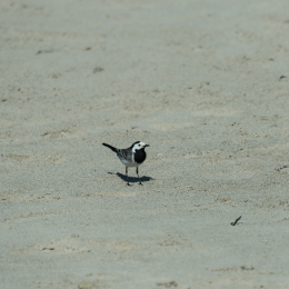 Helgoland-2016_20160421_021