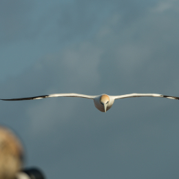 Helgoland-2016_20160419_019