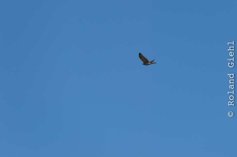 Helgoland-2016_20160421_018