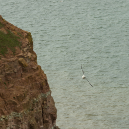 Helgoland-2016_20160422_016