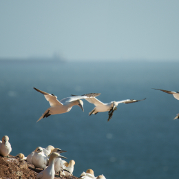 Helgoland-2016_20160417_036
