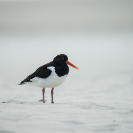 Helgoland-2016_20160417_027