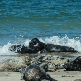 Helgoland-2016_20160421_015