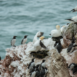 Helgoland-2016_20160420_003