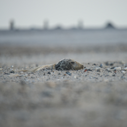 Helgoland-2016_20160417_020