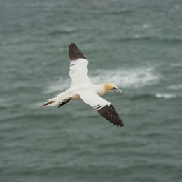 Helgoland-2016_20160418_007
