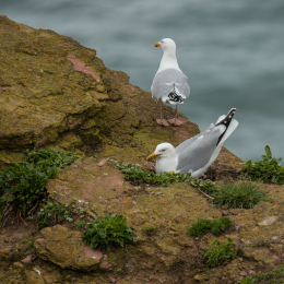 Helgoland-2016_20160420_006