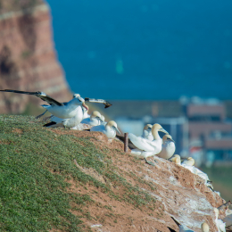 Helgoland-2016_20160417_041