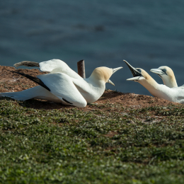 Helgoland-2016_20160420_022
