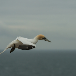 Helgoland-2016_20160418_002