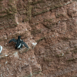 Helgoland-2016_20160422_010