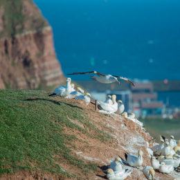 Helgoland-2016_20160417_042