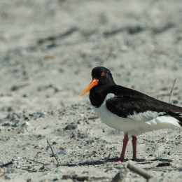 Helgoland-2016_20160421_025
