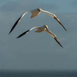 Helgoland-2016_20160419_018