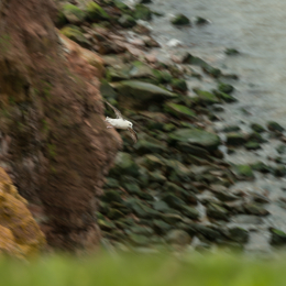 Helgoland-2016_20160422_017